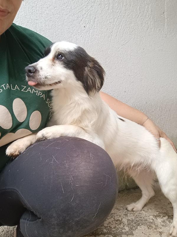 ROBIN - cagnolino di 3 anni - taglia piccola Foto 3